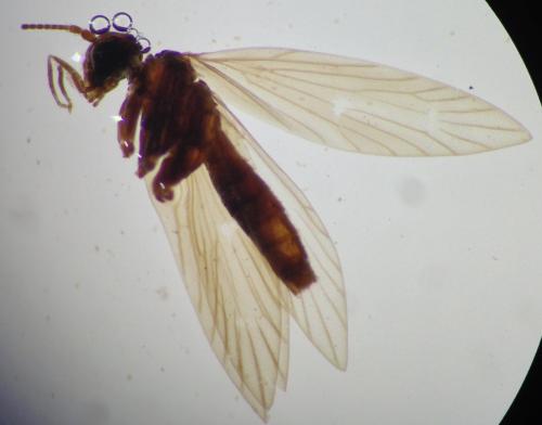 Micropterix aglaella